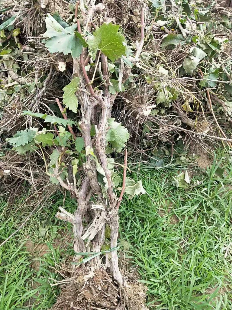 占地葡萄树，大葡萄苗，3到5公分，隔年结果