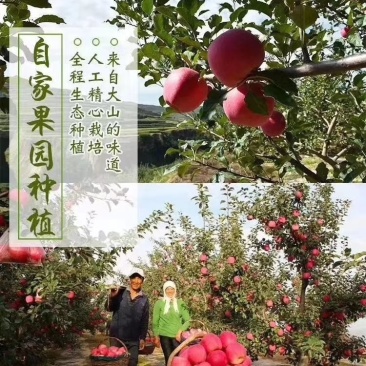 静宁红富士苹果