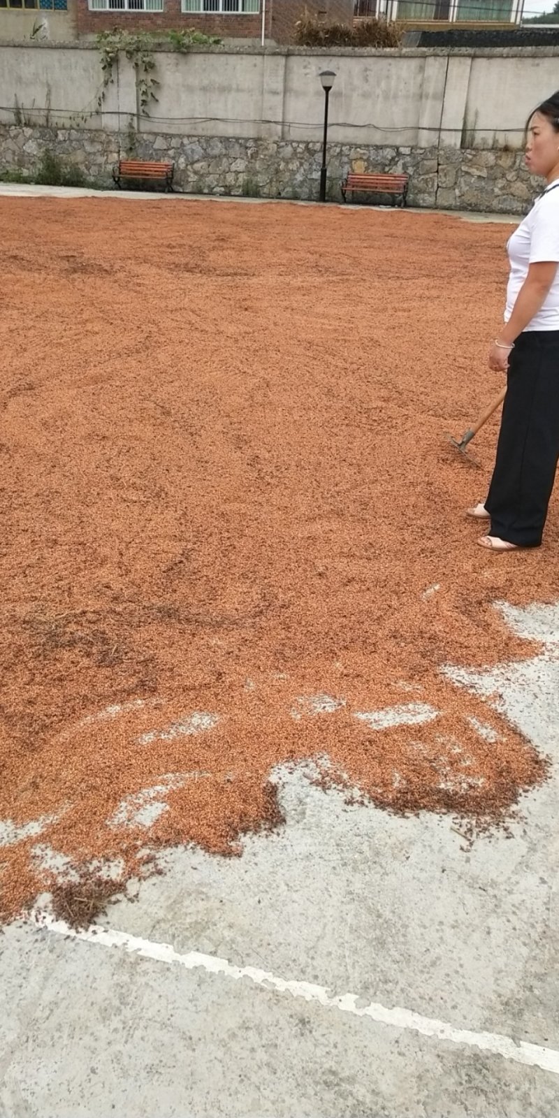 本地红樱子高粱