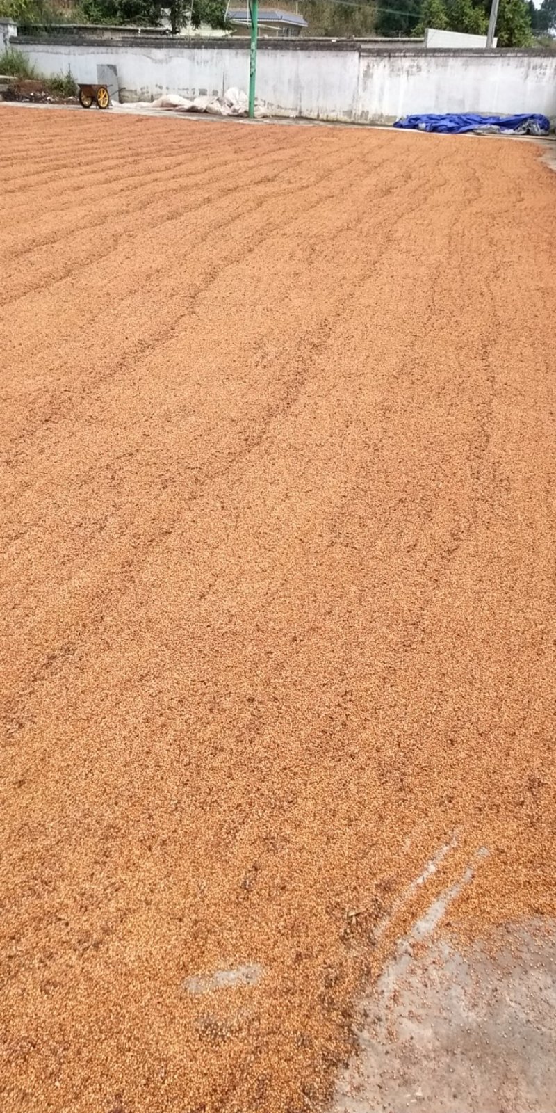 本地红樱子高粱