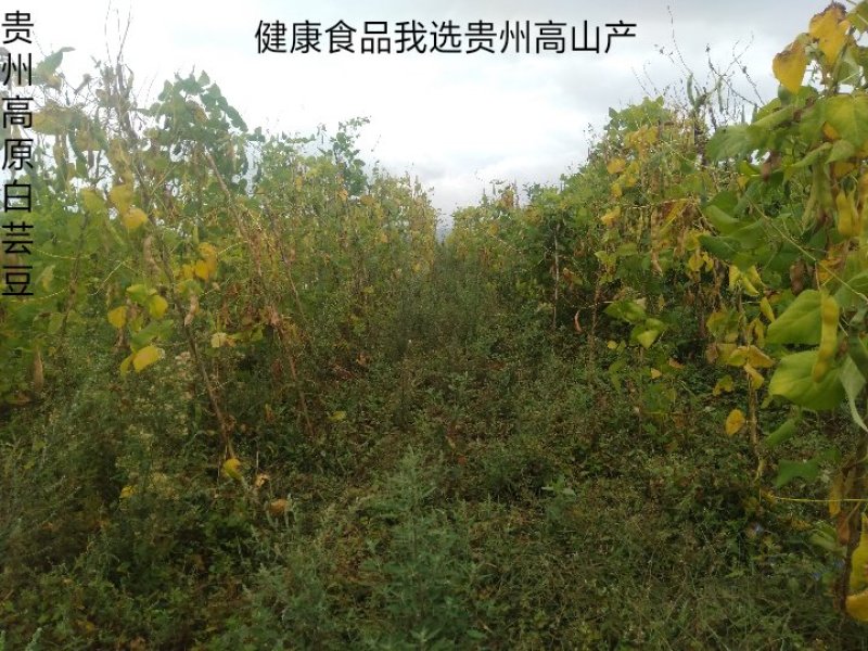 白芸豆【100斤包邮】贵州高原生态白芸豆。无污染。品质保