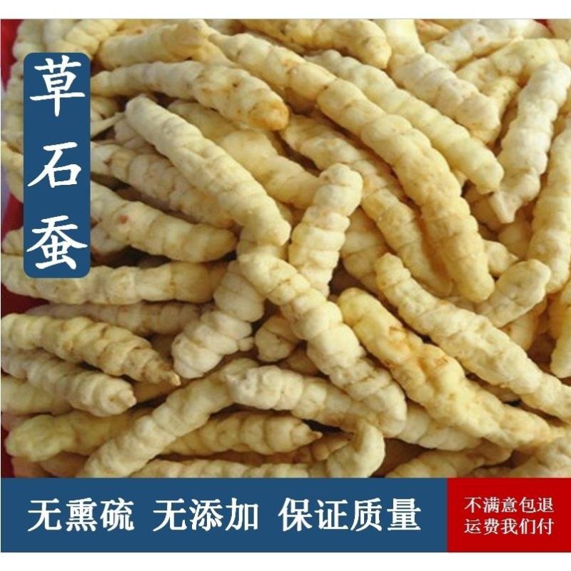 中药材草石蚕泽兰根肺痨草土冬虫草白虫草地参地