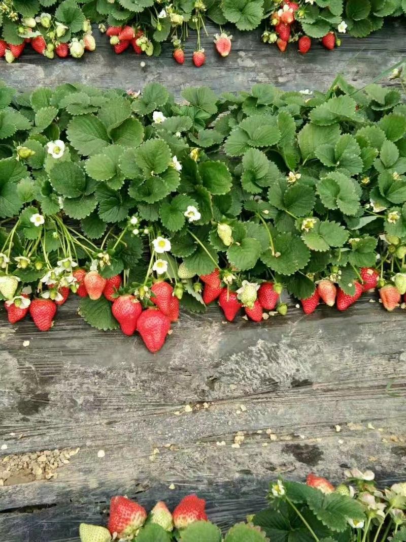 甜宝草莓苗，脱毒苗基地批发价保证品种保证质量