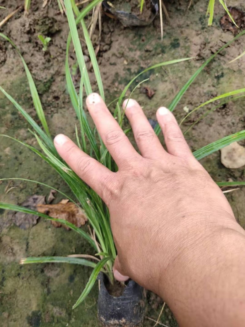 优质崂峪苔草，青绿苔草庭院园林必备欢迎选购