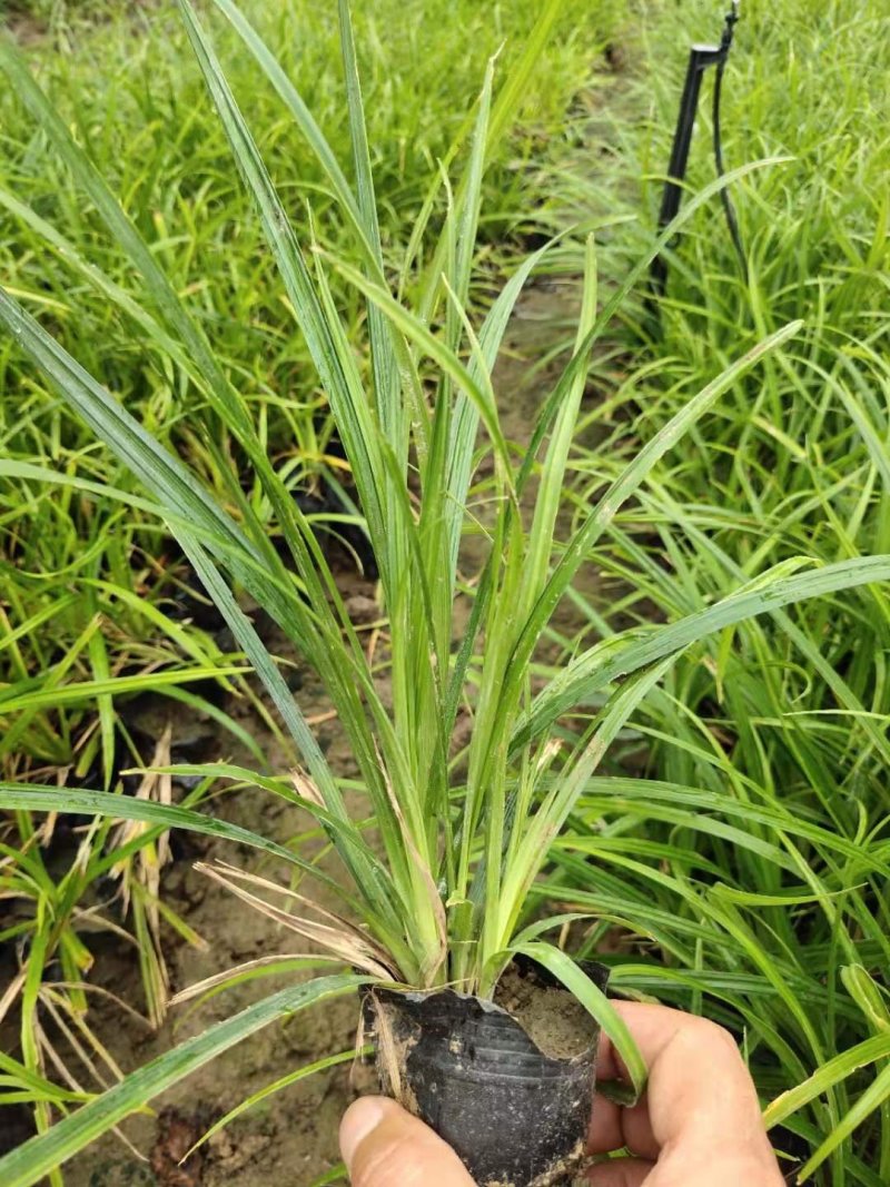 优质崂峪苔草，青绿苔草庭院园林必备欢迎选购