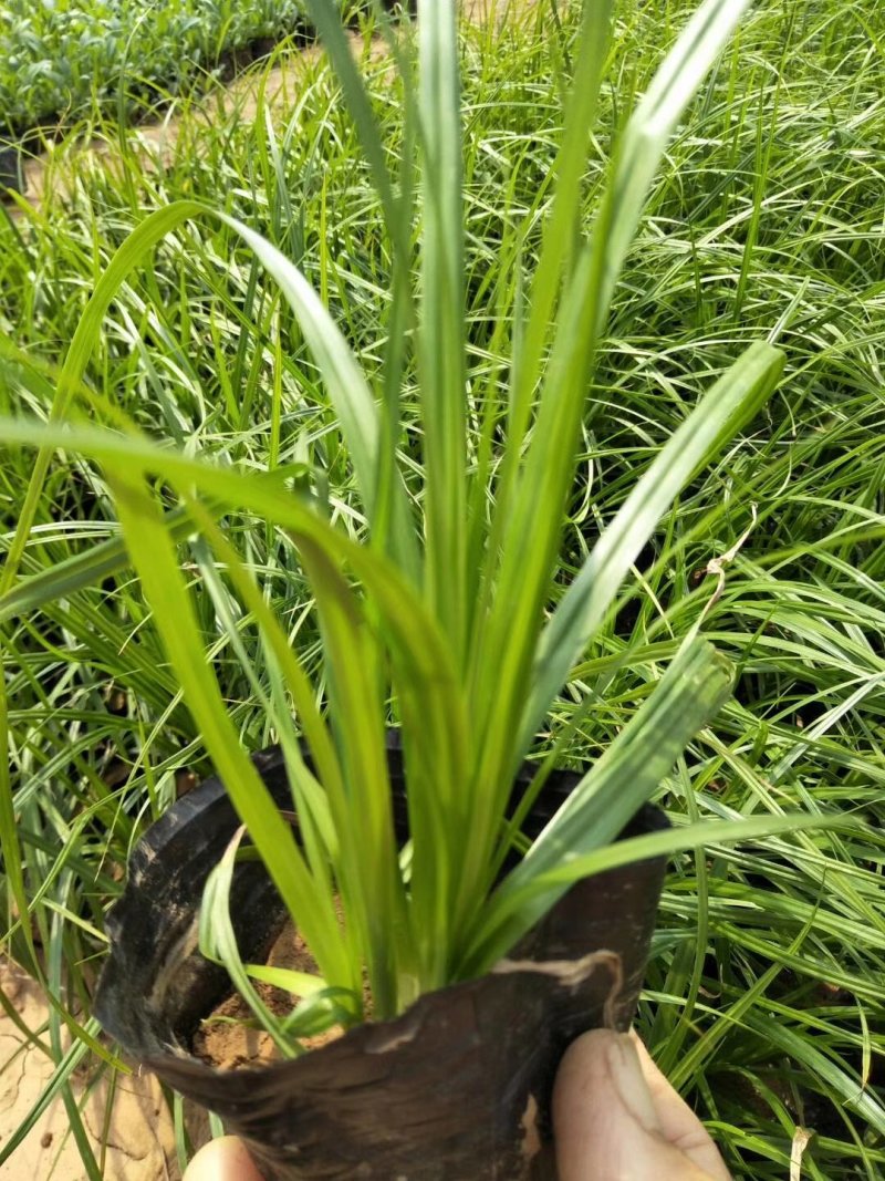 优质崂峪苔草，青绿苔草庭院园林必备欢迎选购