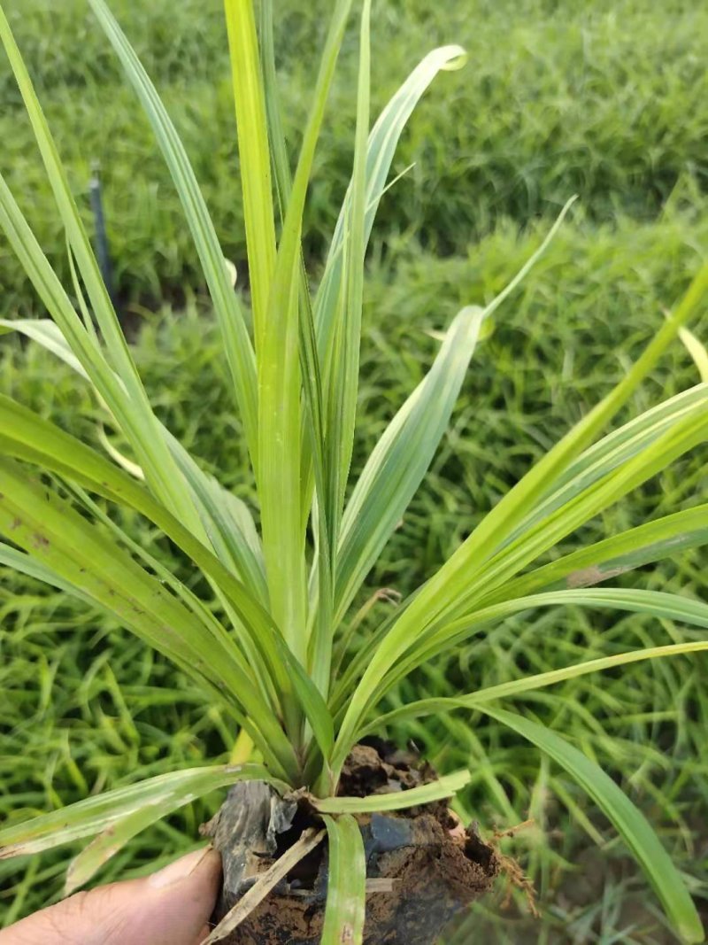 优质崂峪苔草，青绿苔草庭院园林必备欢迎选购