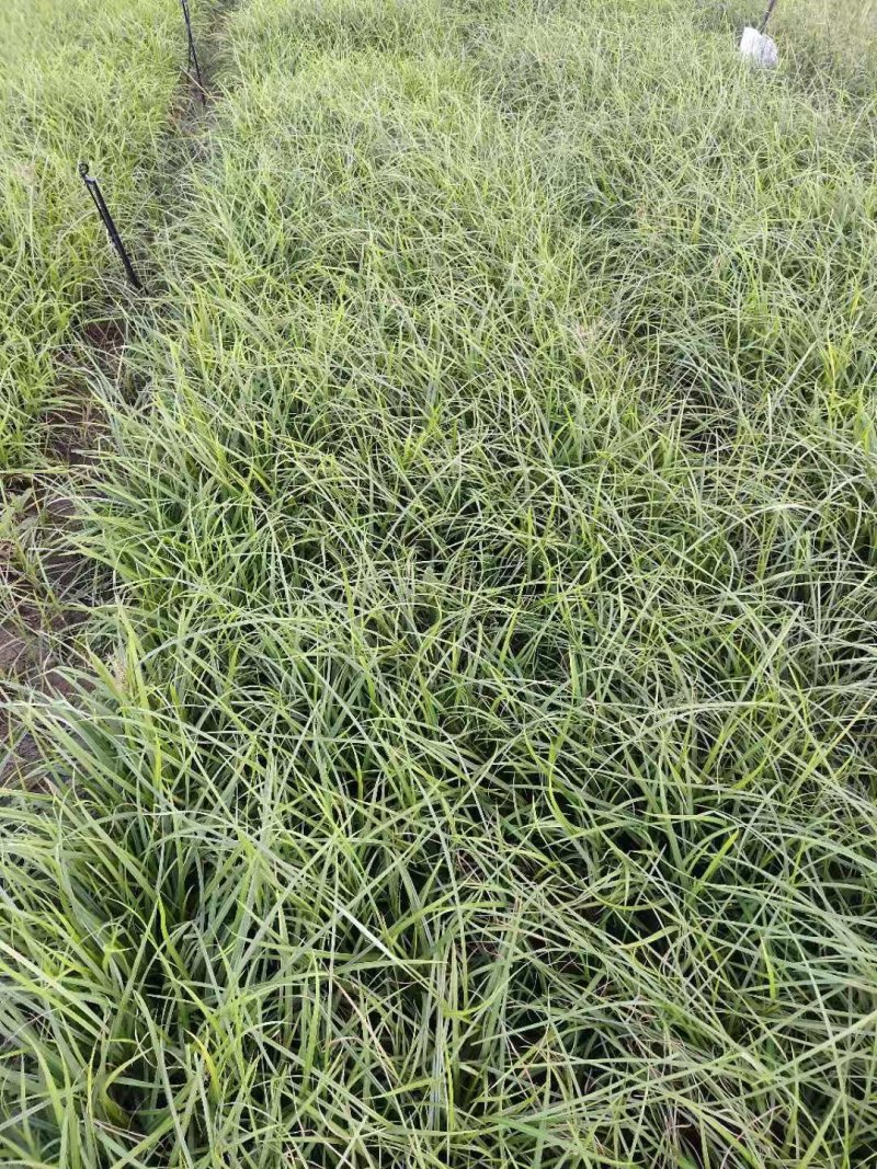 优质崂峪苔草，青绿苔草庭院园林必备欢迎选购