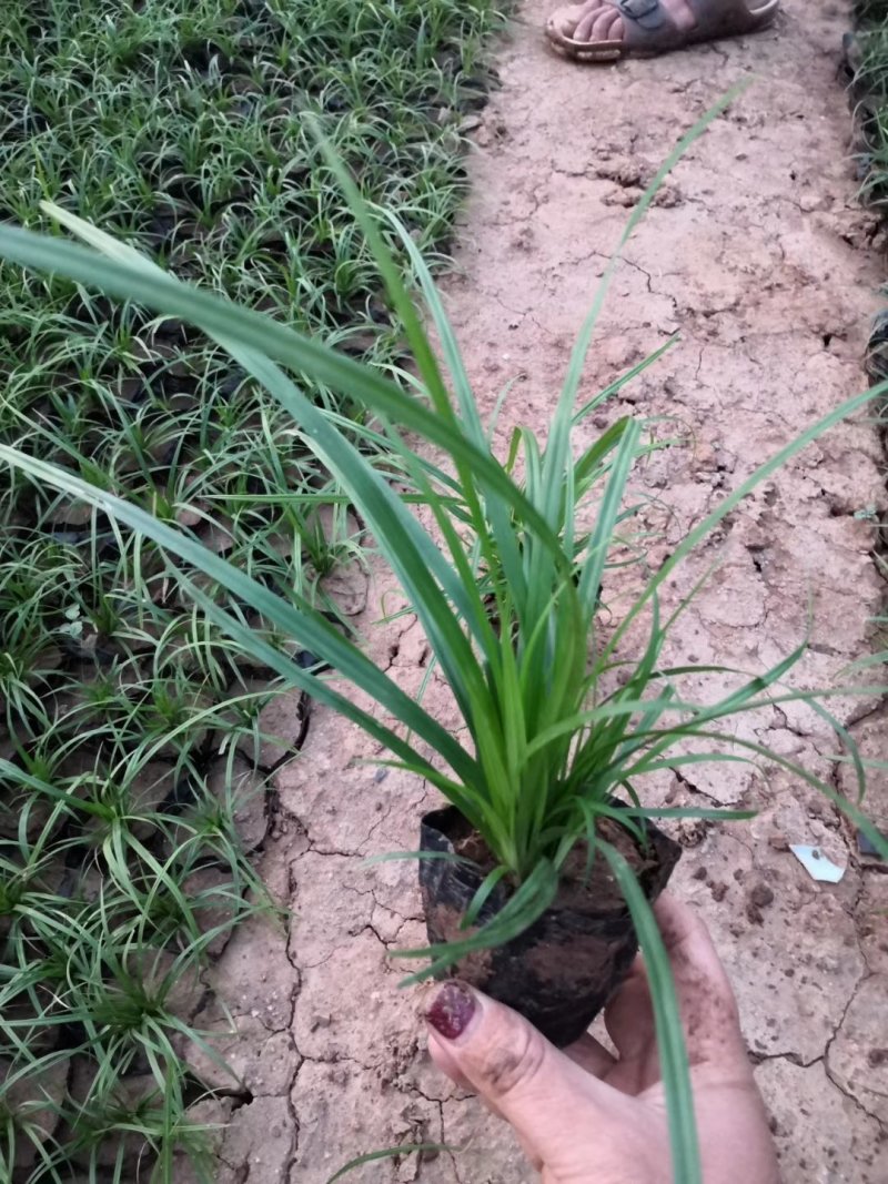 优质崂峪苔草，青绿苔草庭院园林必备欢迎选购