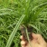 优质崂峪苔草，青绿苔草庭院园林必备欢迎选购