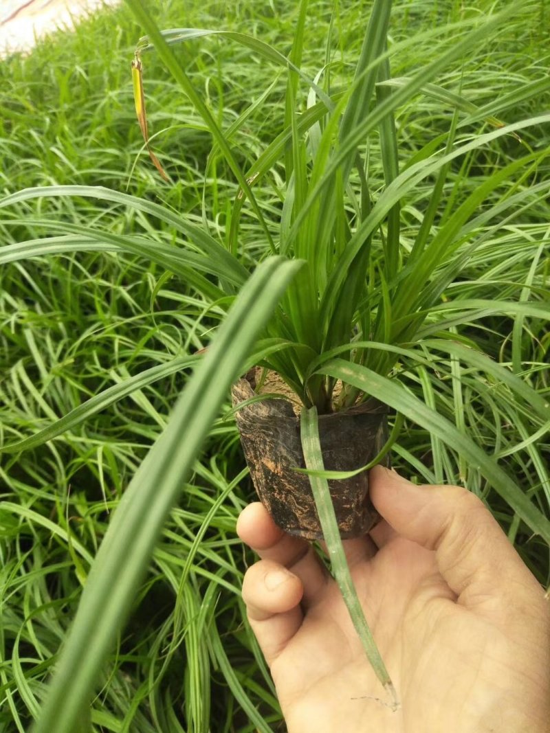 优质崂峪苔草，青绿苔草庭院园林必备欢迎选购