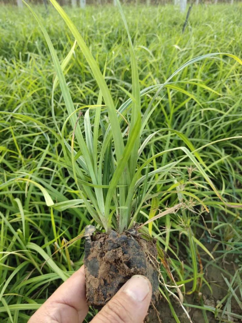 优质崂峪苔草，青绿苔草庭院园林必备欢迎选购