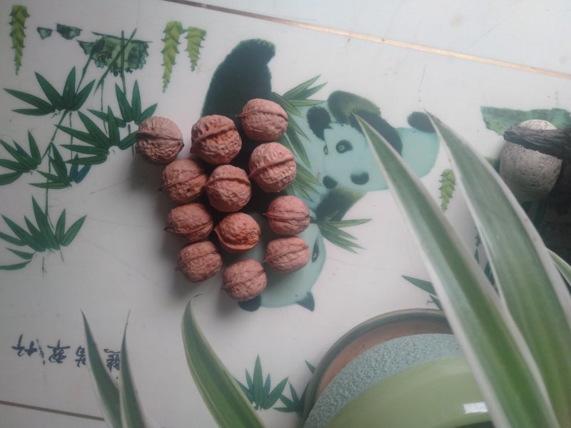 贵州高山醇香核桃。大山农家自种。无任何农药化肥。自然生长