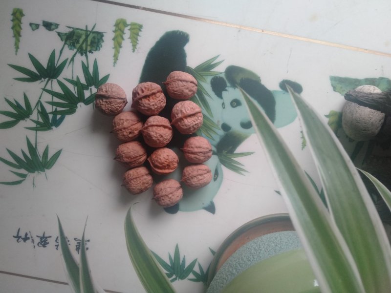 贵州高山醇香核桃。大山农家自种。无任何农药化肥。自然生长