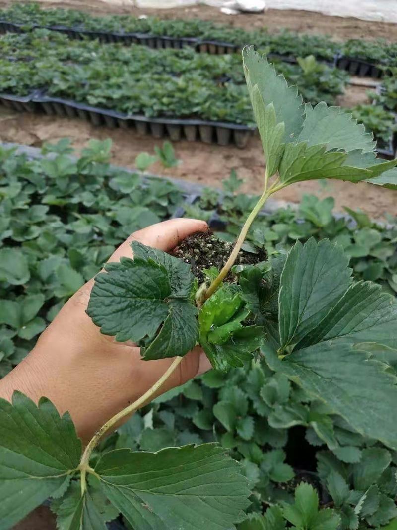 甜宝草莓苗，脱毒苗基地批发价保证品种保证质量