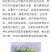 白花丹参种苗