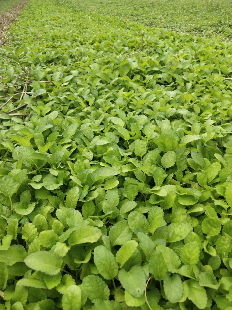 白花丹参种苗