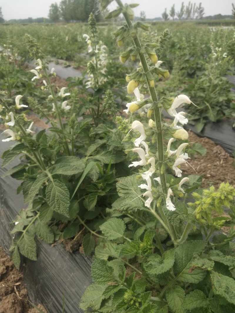 白花丹参种苗