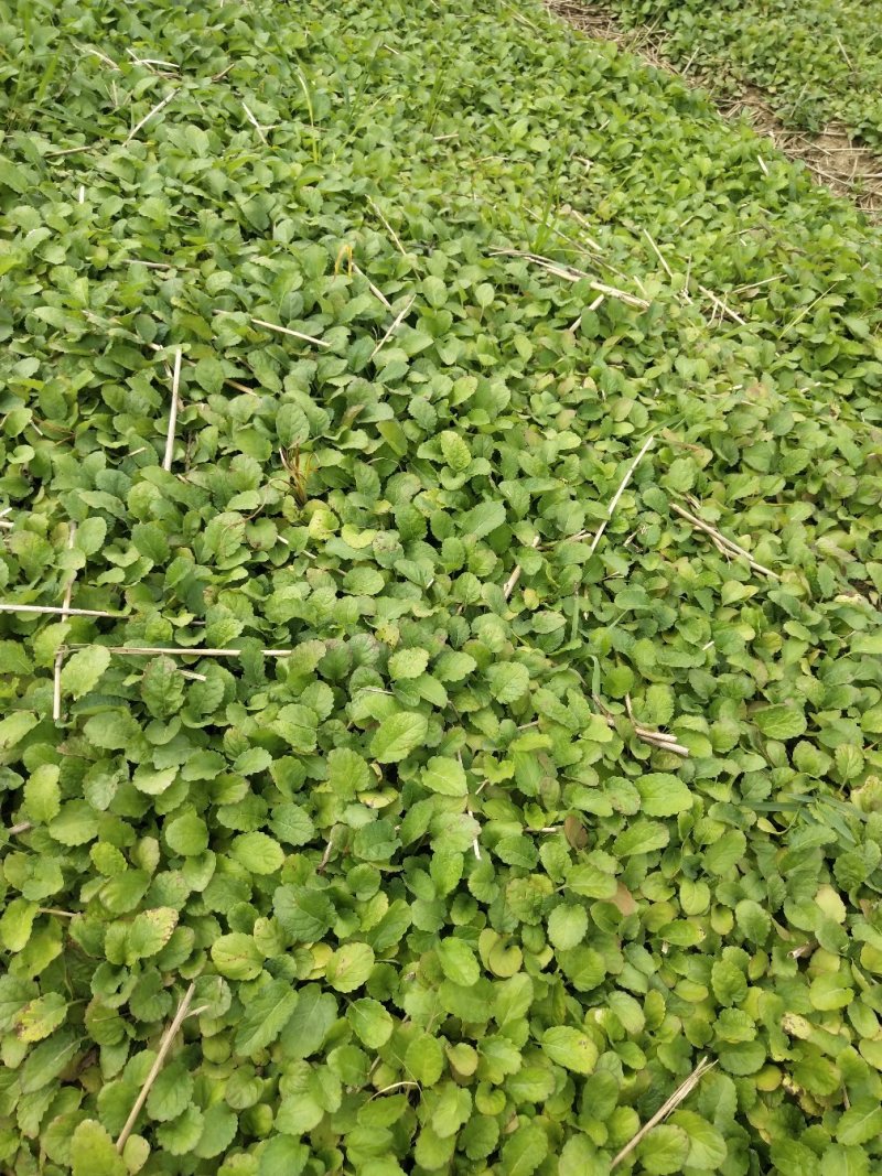 白花丹参种苗
