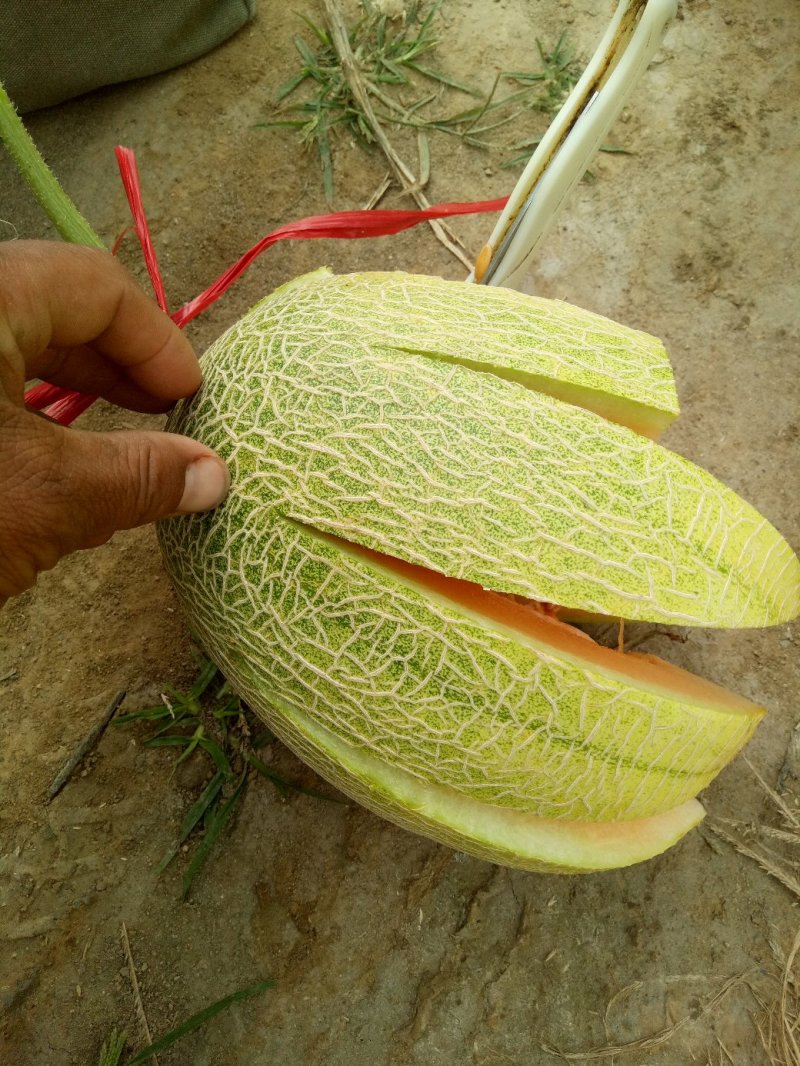晓蜜25