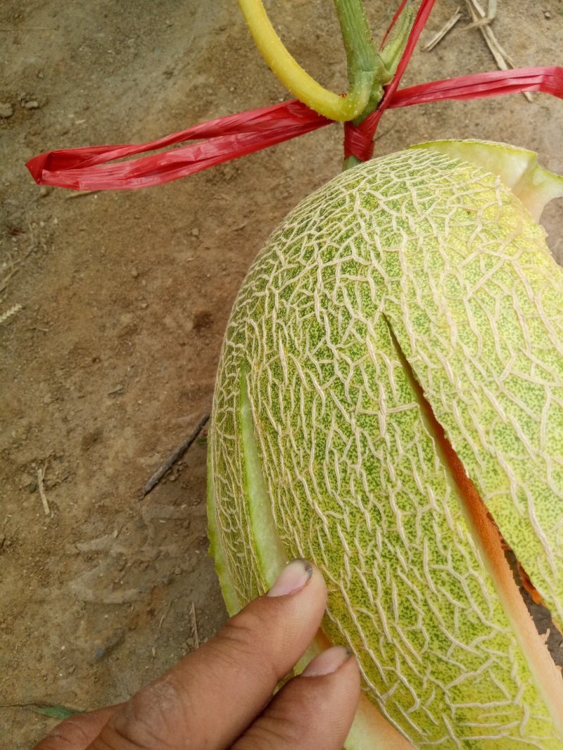 晓蜜25