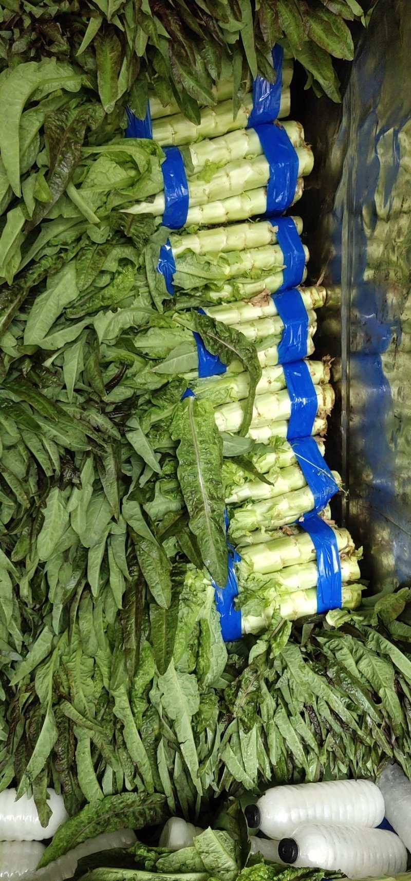 山东省郯城红叶莴苣大10.1量上市了，要好质量的联系我