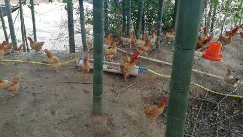 鸡鸭鹅自动喂水器喝水鸡饮水器水槽养殖鸡用自动饮水槽鸭子喝