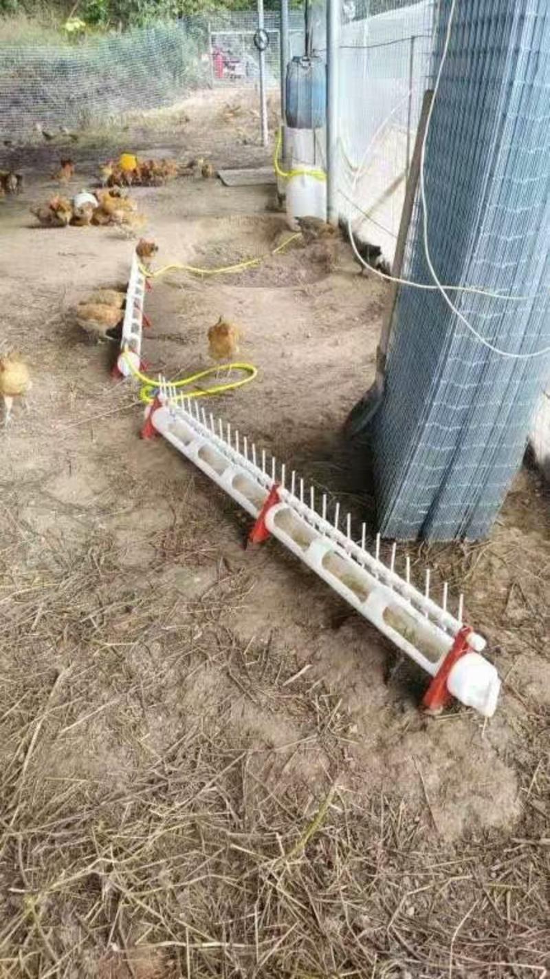 鸡鸭鹅自动喂水器喝水鸡饮水器水槽养殖鸡用自动饮水槽鸭子喝