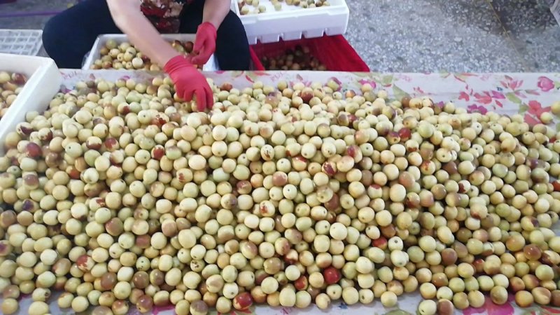 大荔冬枣冷棚钢架大棚冬枣陆续上市货源有保证