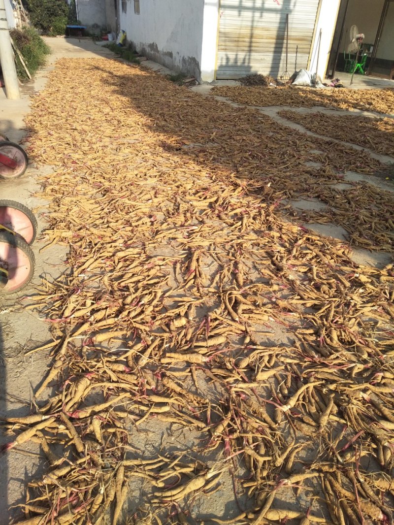 白芷，香白芷！干净！无杂质香料药用各种规格，质量保证！！