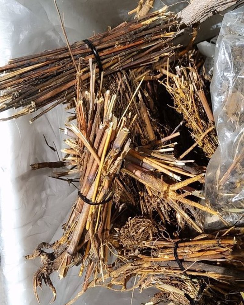 西藏阿里地区藏茵陈茵陈