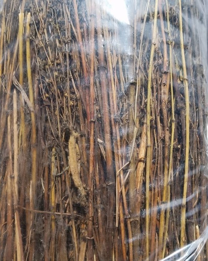 西藏阿里地区藏茵陈茵陈