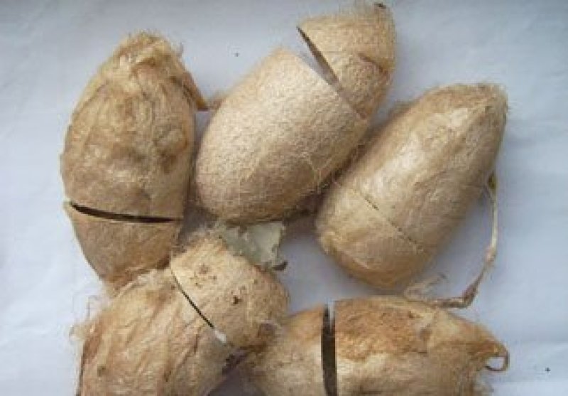 柞蚕茧