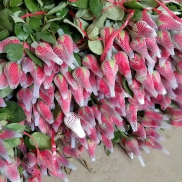玫瑰花