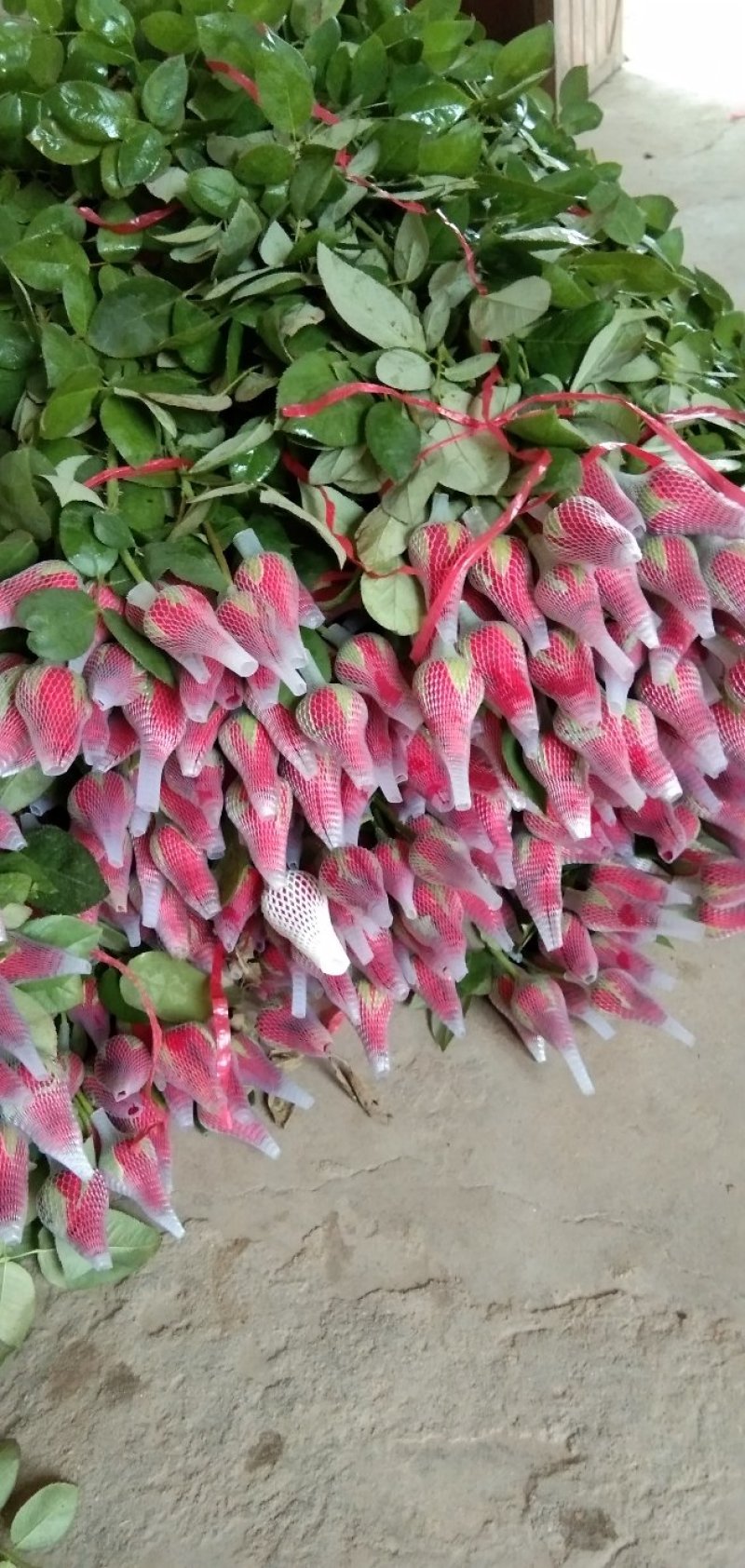 玫瑰花