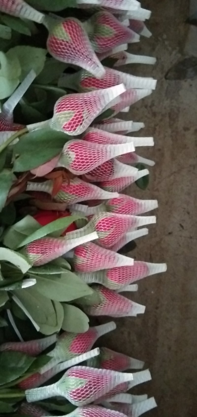 玫瑰花