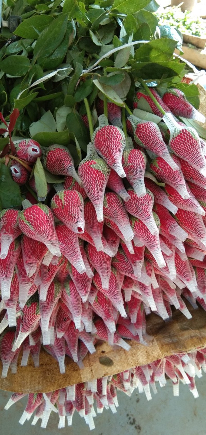 玫瑰花