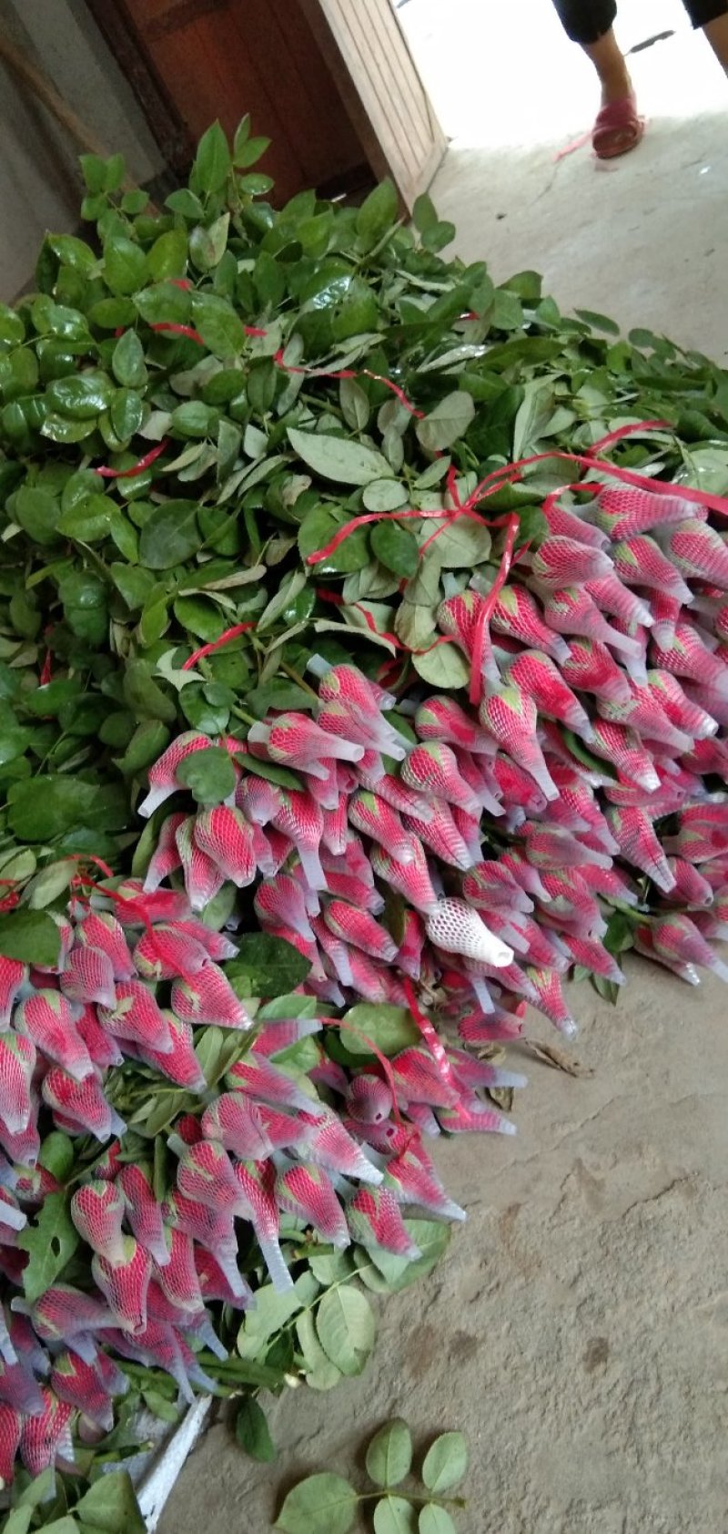 玫瑰花
