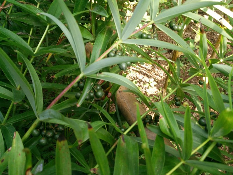 黄精新鲜黄精野生黄精黄精块茎小黄精