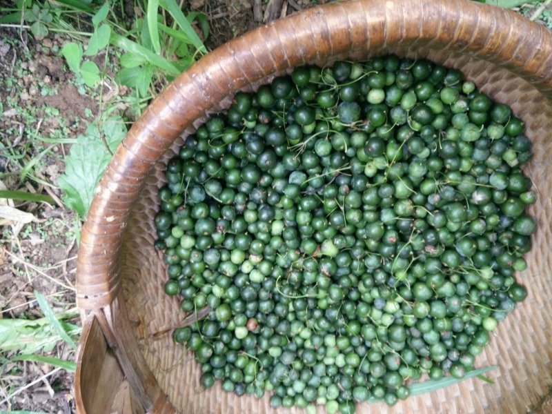 黄精新鲜黄精野生黄精黄精块茎小黄精