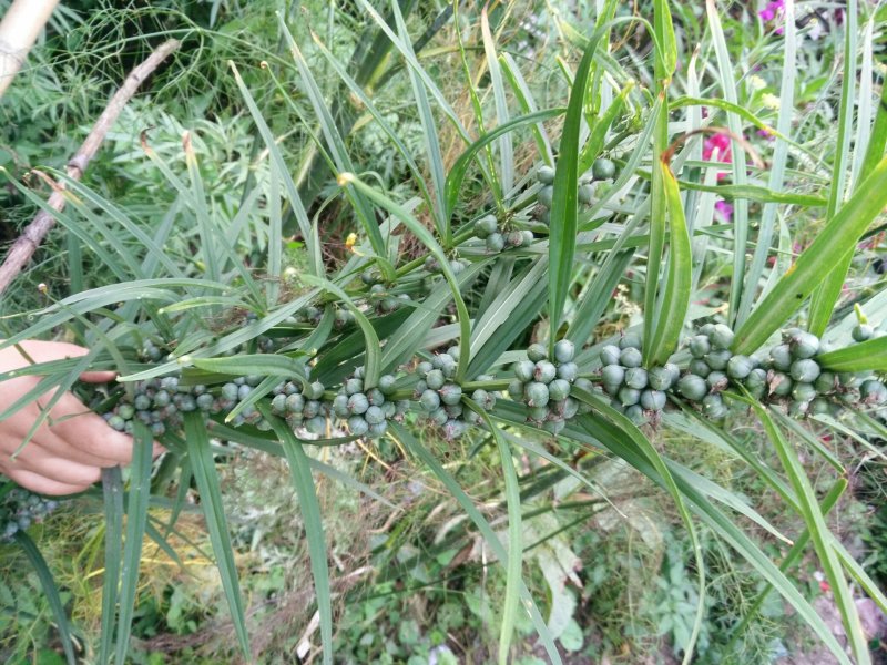 黄精新鲜黄精野生黄精黄精块茎小黄精
