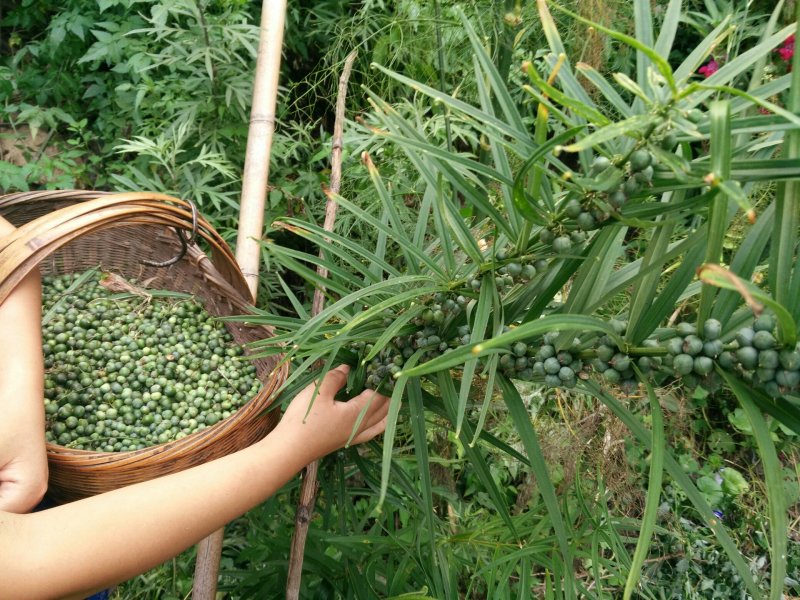 黄精新鲜黄精野生黄精黄精块茎小黄精