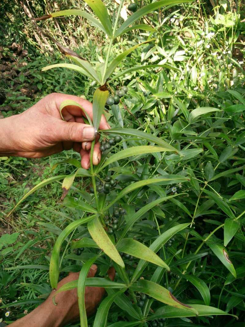 黄精新鲜黄精野生黄精黄精块茎小黄精