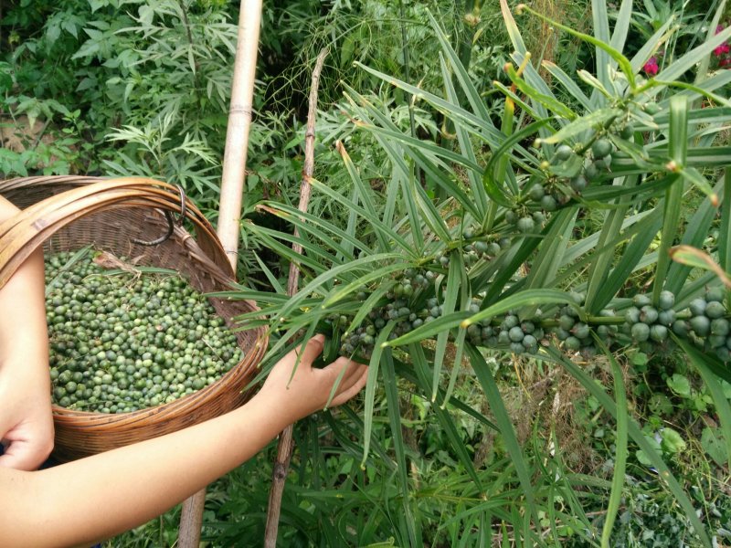 黄精新鲜黄精野生黄精黄精块茎小黄精