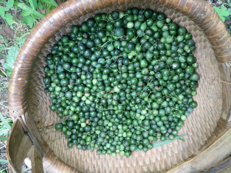 黄精新鲜黄精野生黄精黄精块茎小黄精