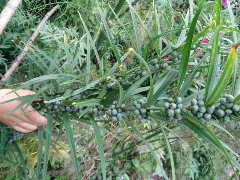 黄精新鲜黄精野生黄精黄精块茎小黄精