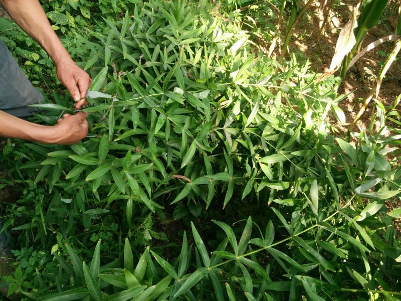 黄精新鲜黄精野生黄精黄精块茎小黄精