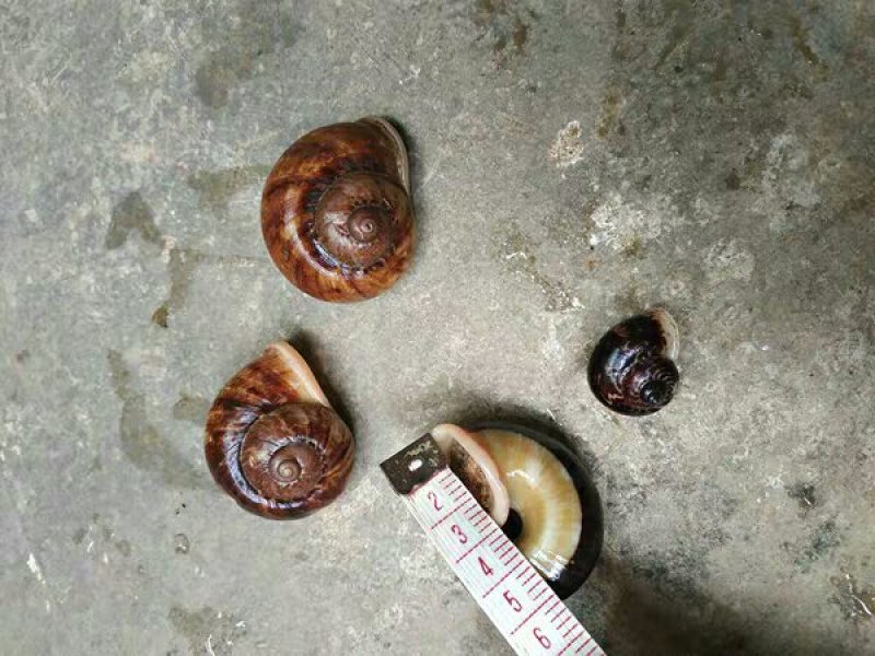 药用环口蜗牛