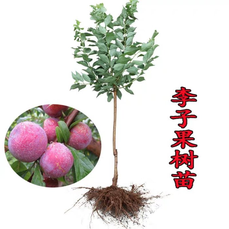 恐龙蛋李子苗基地直销提供技术指导包成活率