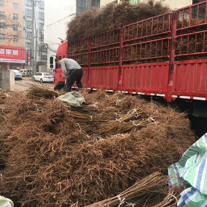 恐龙蛋李子苗基地直销提供技术指导包成活率